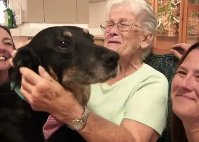 A dog repeatedly broke out of the shelter and ran to a nursing home to spend time with its residents.