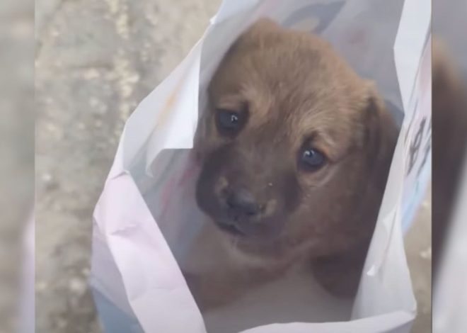 Excavator Operator Saw A Depressed Puppy At His Work And Decided To Change His Life Completely