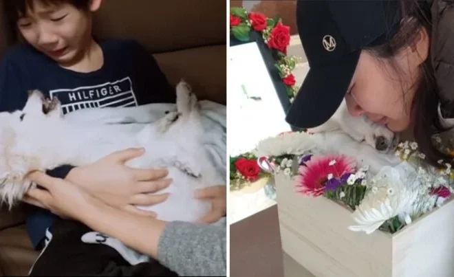 A TIMELESS CONNECTION: 16-YEAR-OLD DOG’S FINAL MOMENTS LEAVE A LASTING MEMORY AND A PROMISE OF REUNION