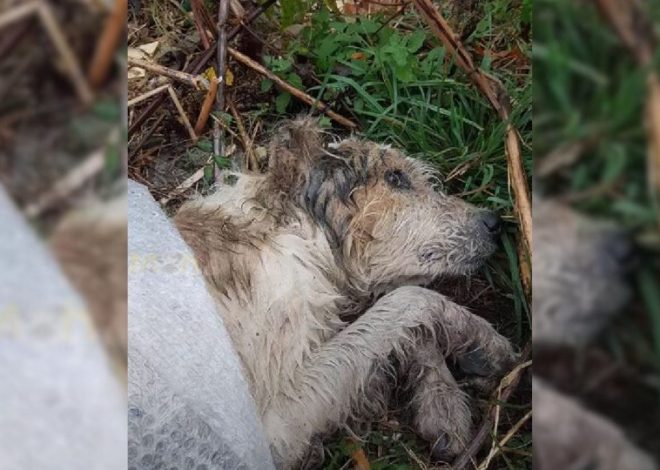 Confused Dog Dumped In Woods Helplessly Waited For A Kind Human To Hear His Cries