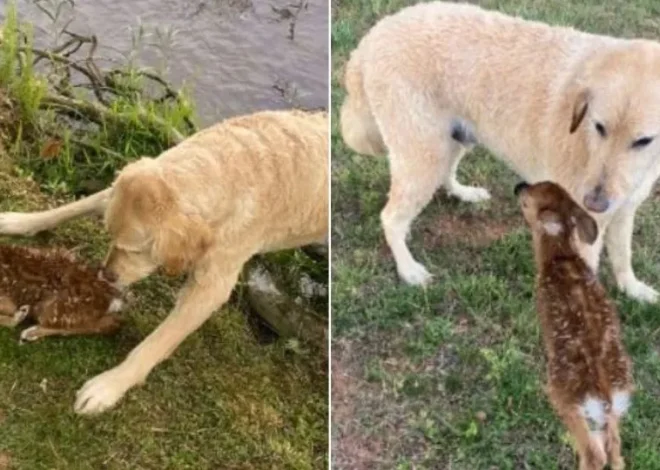 Brave Goldendoodle Rescues A Baby Fawn From Drowning In A Lake