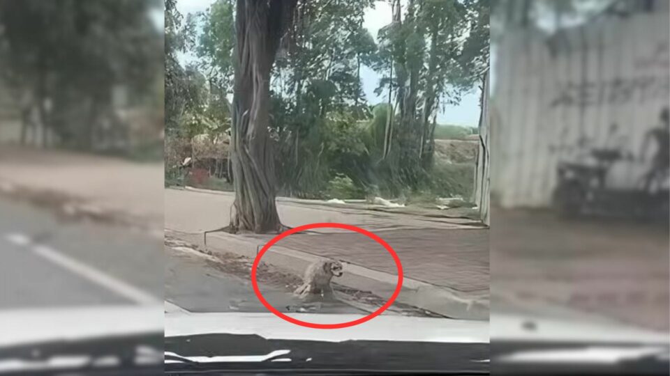 Man Was Shocked To See A Disabled Dog Standing On The Road So He Rushed To His Aid