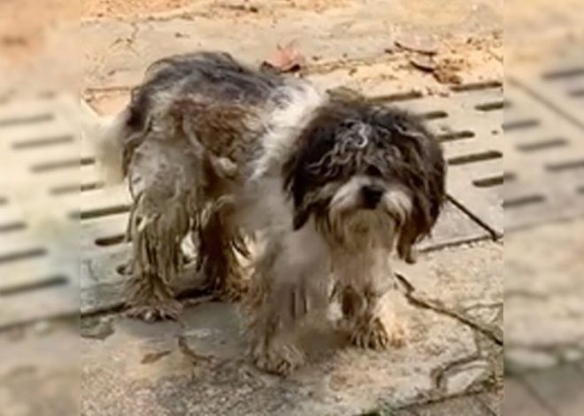 Rescuers Find An Abandoned, Neglected Dog Covered In Mud Near The Bus Station