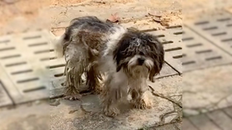 Rescuers Find An Abandoned, Neglected Dog Covered In Mud Near The Bus Station