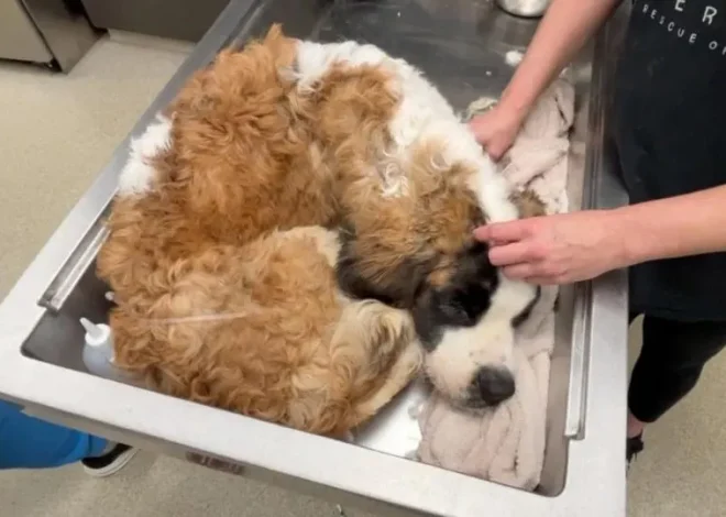 Poor St. Bernard Found In Crate In Abandoned House, Weighing At Least 80 Pounds Underweight