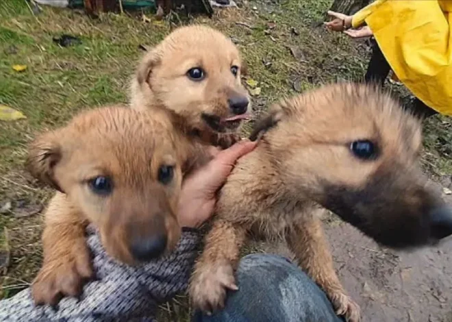 Puppies pleaded with a woman to save them, and she felt compelled to respond to their desperate cries for help.