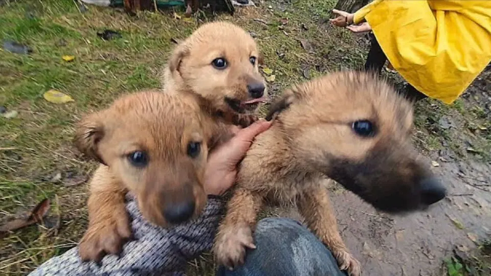 Puppies pleaded with a woman to save them, and she felt compelled to respond to their desperate cries for help.