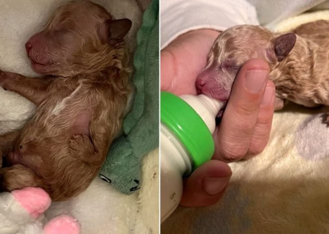 Puppy With Deformed Leg, Rejected By His Mom, Becomes The Sweetest Teddy Bear