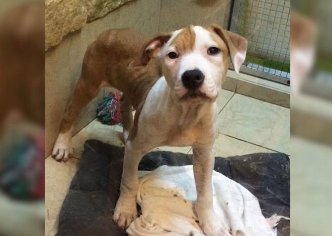 Anxious Dog Who Lived Her Life In A Dirty Cage Finally Learns Freedom Around Her New Humans