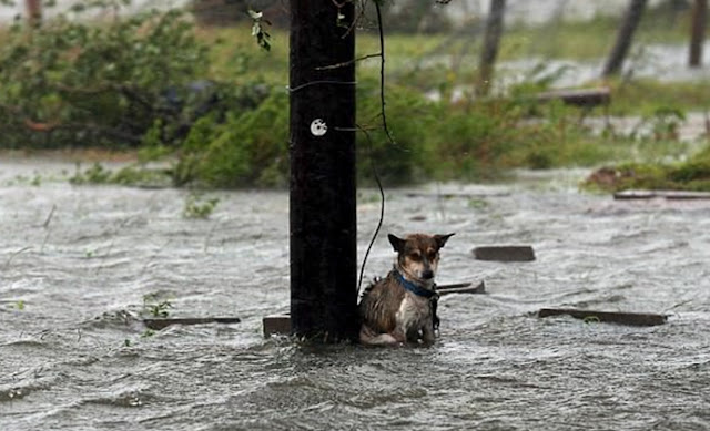 Facing the Storm Alone: A Heartbreaking Story About a Deserted Dog