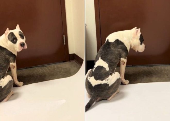 Shelter Dog Sits By The Door Waiting For Someone To Save Him While Time Runs Out