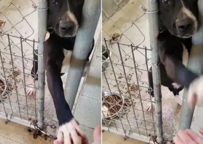 The puppy extends his paw from the kennel, hoping that someone will grab it and take him home.