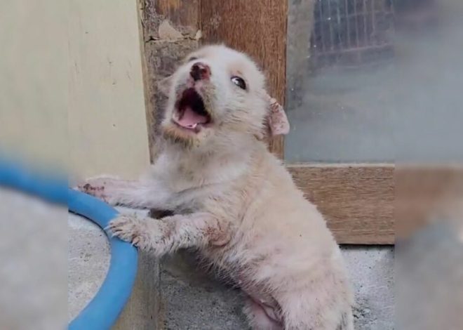 A Small Dog Left Behind at a Local Market Cries Out Loudly, Desperately Seeking Compassion