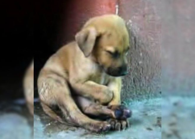 Small Puppy Sitting On The Street Was Desperate For Help And Then His Luck Changed For The Better