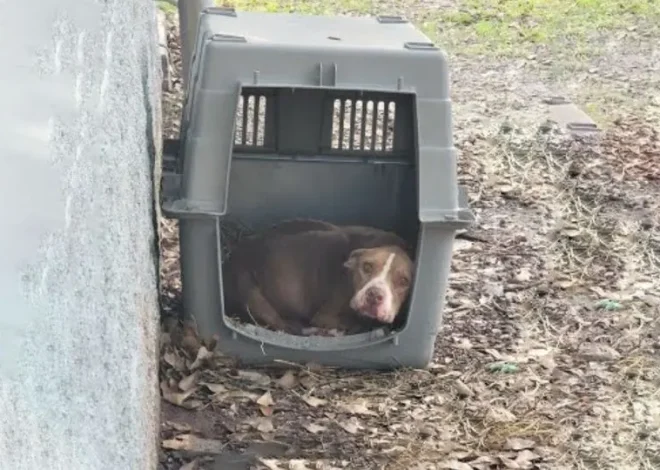 Starving Dog Found Lying In A Small Kennel, She Ate Anything To Survive Her Abandonment