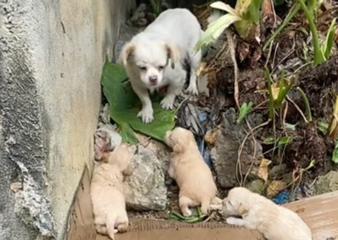 A Starving Mama Dog Struggling to Keep Her Babies Warm Finally Finds Hope When a Rescuer Comes to Help
