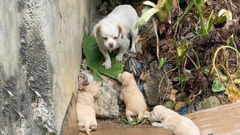 A Starving Mama Dog Struggling to Keep Her Babies Warm Finally Finds Hope When a Rescuer Comes to Help