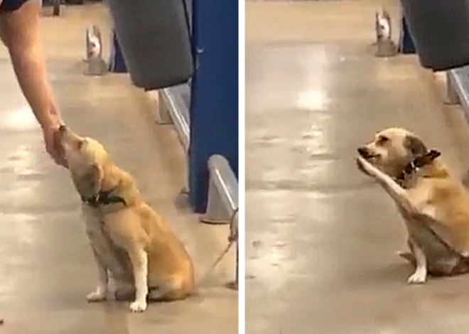 Left at the entrance of a supermarket, a dog seeks a new home, using endearing gestures that melt the hearts of those nearby