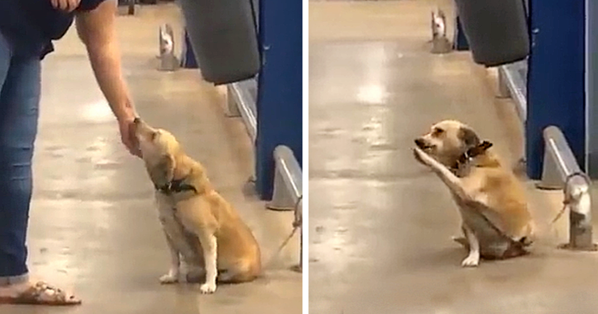 Left at the entrance of a supermarket, a dog seeks a new home, using endearing gestures that melt the hearts of those nearby