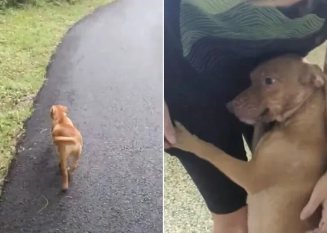 Nursing Dog Mom Runs Up To A Woman Trying To Get Help For Her Babies