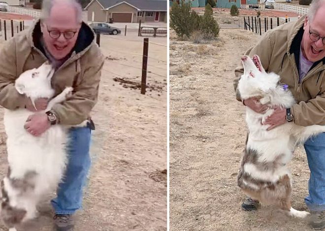 The touching account of a sweet deaf and blind dog who instantly recognizes her grandfather after a year apart warms hearts with its heartening reunion narrative