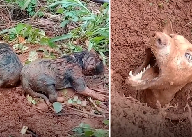 Local residents tirelessly work to reunite a mother dog with her puppies following a devastating landslide, displaying unwavering determination