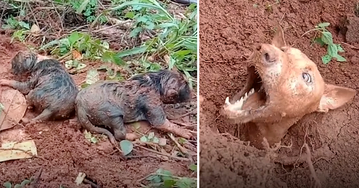 Local residents tirelessly work to reunite a mother dog with her puppies following a devastating landslide, displaying unwavering determination