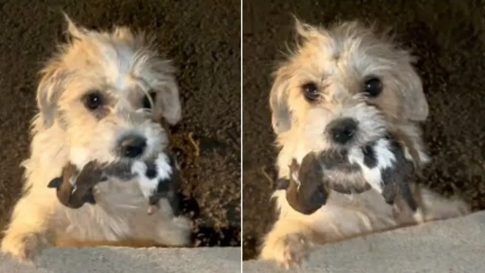 Rescuers Were Shocked To See Mama Dog Carrying Babies In Her Mouth And Begging For Help