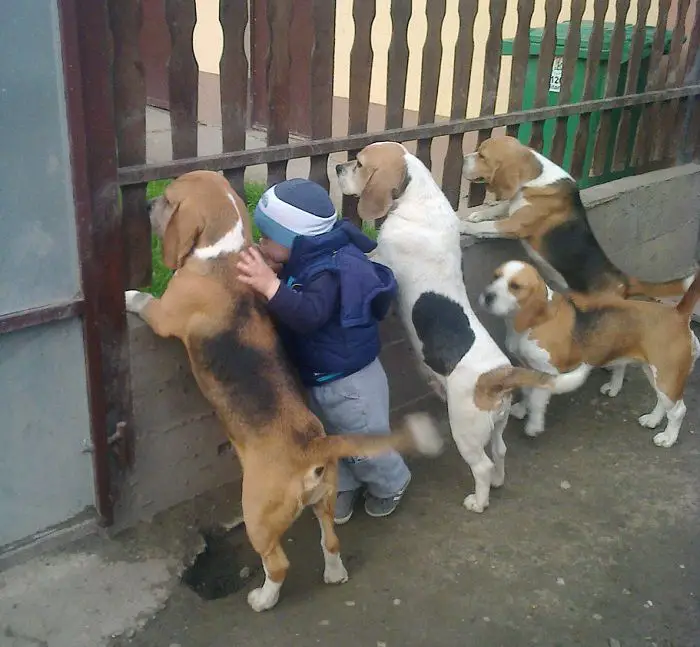 A 5-year-old boy and his puppies eagerly wait for his mother to come home every afternoon, touching the hearts of millions around the world.