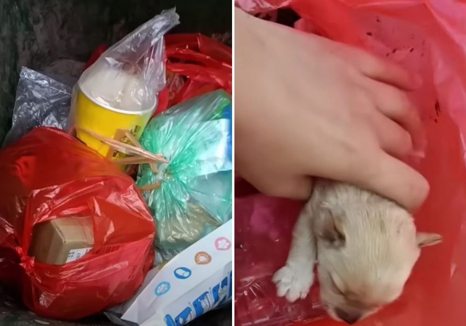 People Hear Loud Crying Coming From The Trash, What They Discover Is Absolutely Shocking