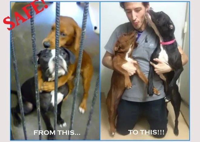 These Beautiful Dogs Were Almost Euthanized But Got A New Chance Because Of A Hugging Picture