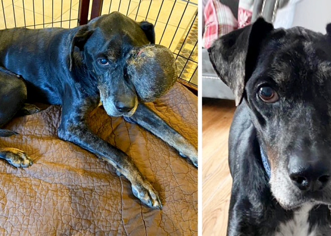 A stray dog with a tumor finds love in his final days, experiencing care and compassion until he takes his last breath