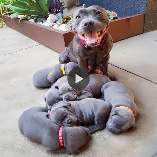 The mother pitbull dog radiates joy as she successfully gives birth to 6 adorable puppies, spreading happiness around to the world