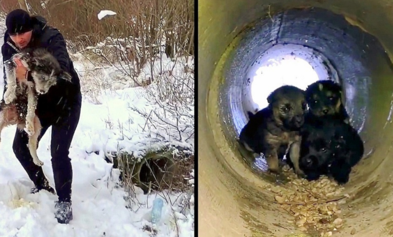 A Brave Man’s Relentless Efforts to Rescue Dying Puppies from a Pipe During a Blizzard Highlight His Remarkable Determination and Heroism