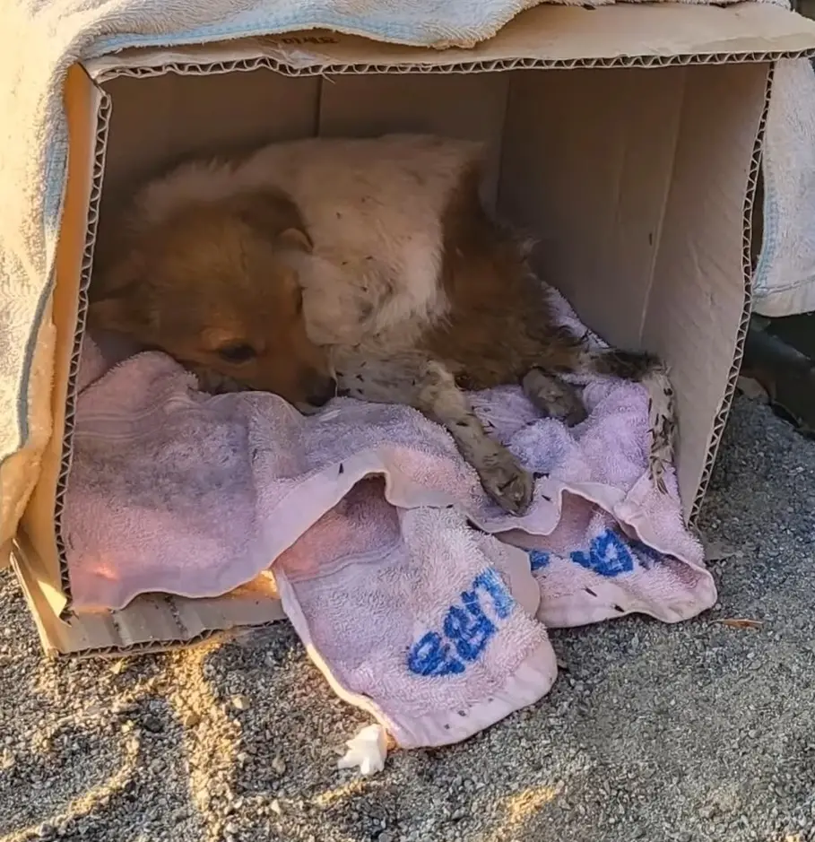 Lonely Pup’s Birthday Wish: Seeking Warmth and Love