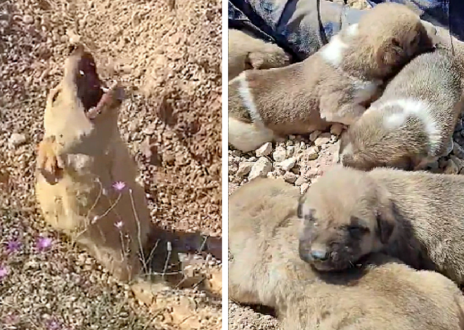 Buried up to her neck, the dog emitted desperate howls, pleading for help to rescue herself and her dying puppies trapped beneath the ground