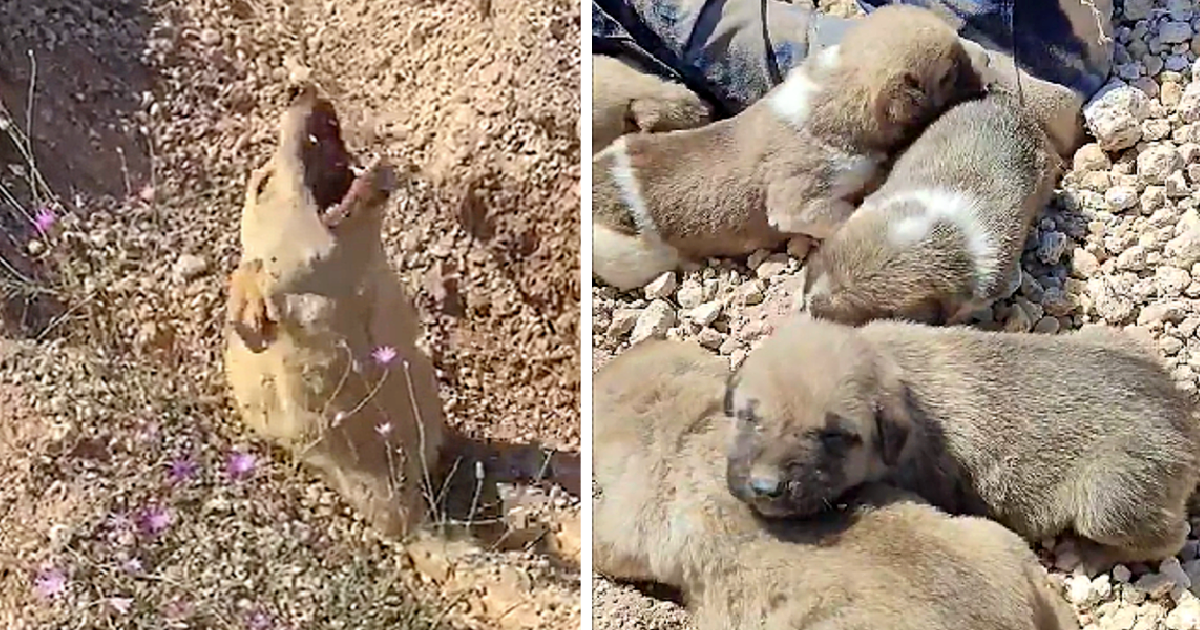 Buried up to her neck, the dog emitted desperate howls, pleading for help to rescue herself and her dying puppies trapped beneath the ground