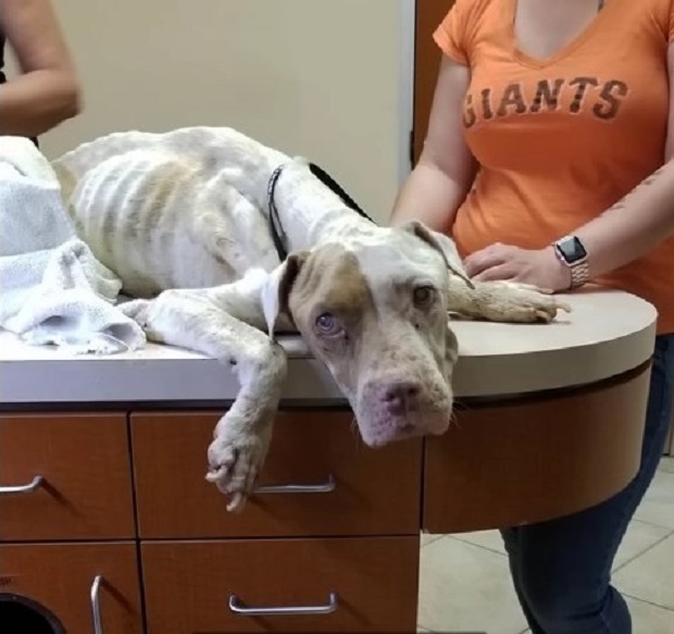 Scared, Malnourished Pup Living On The Street Completely Melted In Her Rescuer’s Embrace