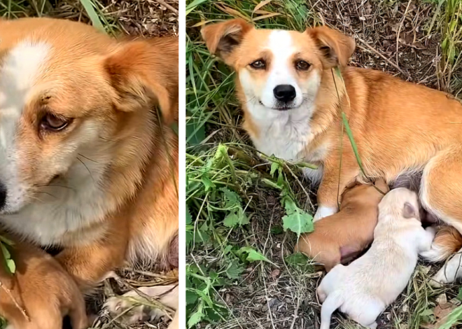 The heartbroken mother dog lingers by the roadside, anxiously awaiting her owners’ return, yearning for their presence