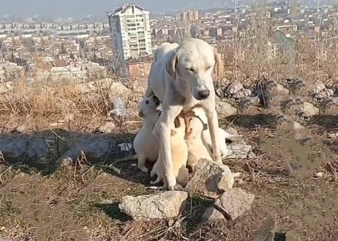 The enduring love of a mother is seen in the sacrifice of an abandoned dog who, despite being deprived of food for weeks, nourishes her puppies with her own milk.