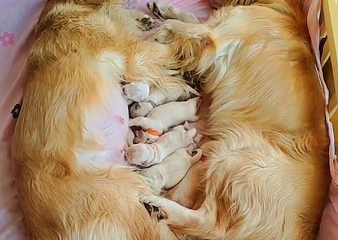 Devoted Father: A Golden Retriever Demonstrates Remarkable Commitment in Caring for His Pregnant Mate