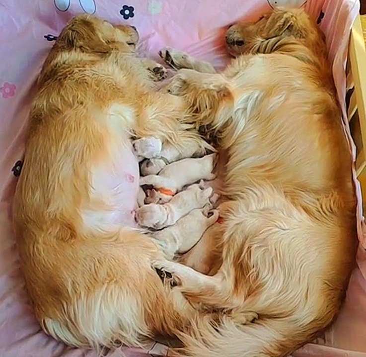 Devoted Father: A Golden Retriever Demonstrates Remarkable Commitment in Caring for His Pregnant Mate