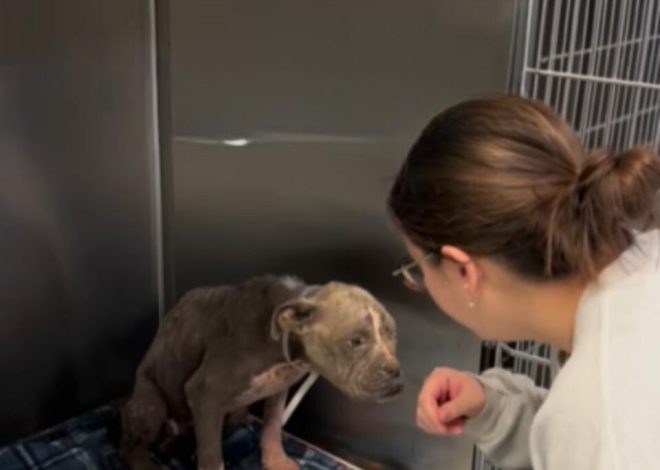 A Neglected Puppy Appeared Like an Elderly Dog Until He Was Rescued and Given a Fresh Start in Life