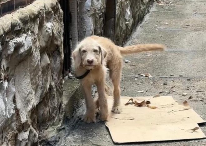 Puppy With A Broken Leg Was Lying In The Bushes In Hopes That Somebody Would Give Him A New Chance