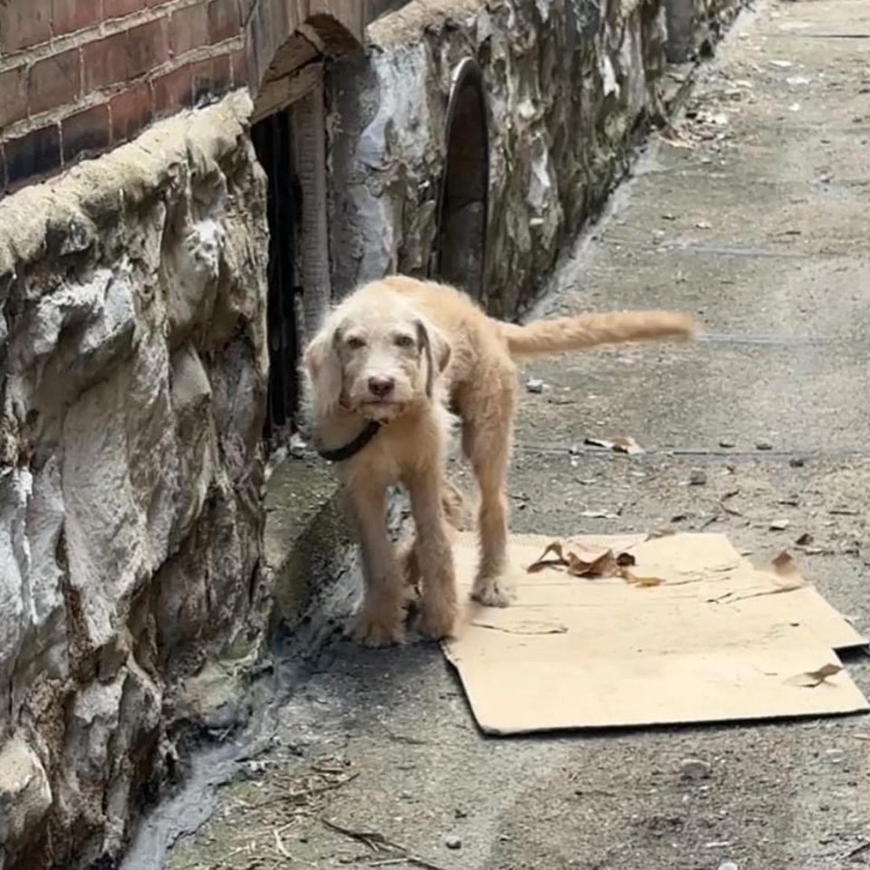 Puppy With A Broken Leg Was Lying In The Bushes In Hopes That Somebody Would Give Him A New Chance