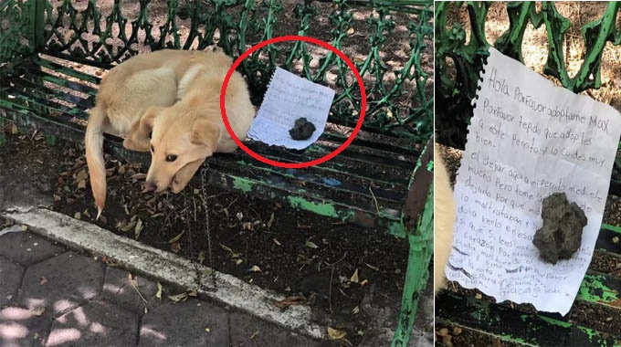 Puppy Abandoned on a Beach in Mexico with Handwritten Note Is Rescued: He’s a Sweetheart