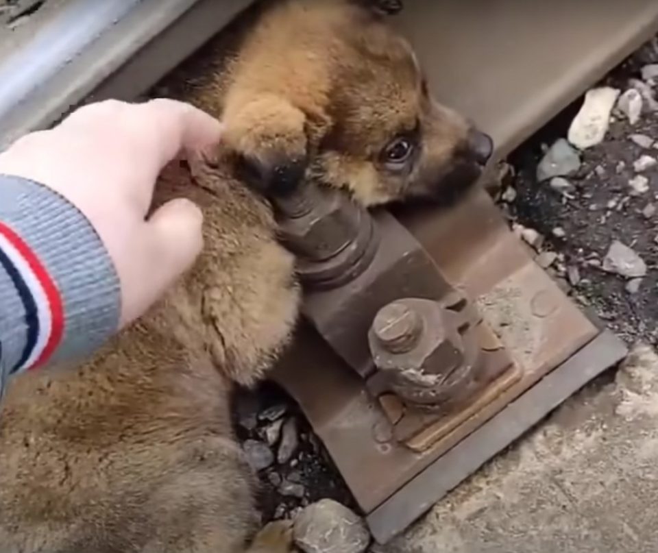 Rescuer Noticed This Three-Week-Old Puppy On A Railway And Rushed To His Rescue