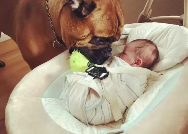 Dog Comforts Crying Brother By Bringing Him His Favorite Toy