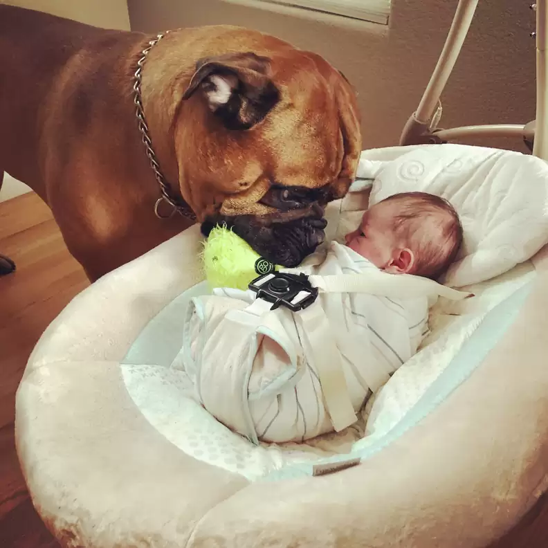 Dog Comforts Crying Brother By Bringing Him His Favorite Toy