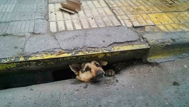 A kind stranger sacrifices everything to rescue a dog trapped in a sewer during heavy rain, earning admiration from all who witness the selfless act
